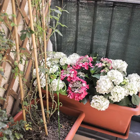 Le Ortensie Napels